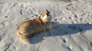 Ириха караулит последний снег.