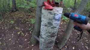 Как посадить опята на своем огороде или в домашних условиях