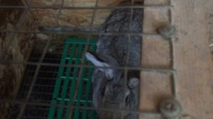 Оптимальные размеры помещения для кроликов