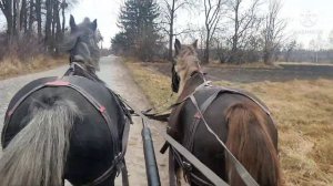Брычка конная спортивная/прогулочная, запрягаем лошадей, прогулка в лес на лошадях.