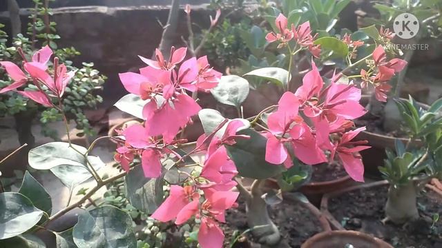 ID# Sweetheart Red Indaia. смотреть онлайн