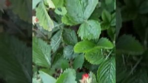 Посадка чеснока в клубнике от долгоносика.