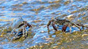 Мраморные крабы.