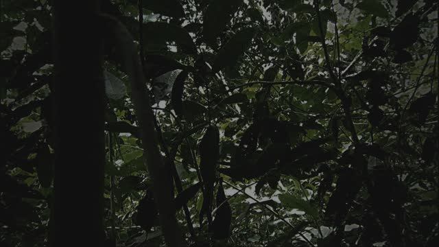 Звуки природы тропического леса ночью. Страшно, но красиво