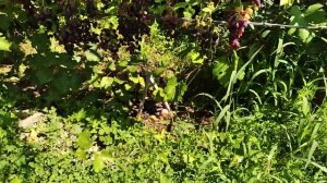 Вкусный и ранний виноград Надежда ранняя! Что такое чеканка? Работы на винограднике в августе.