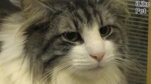 Какие породы кошек любят воду?