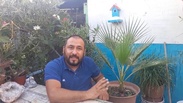 WASHINGTONIA ROBUSTA, PALMA DE ABANICO MEXICANA смотреть онлайн