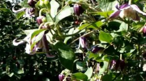 Клематисы. Ян Фопма (Jan Fopma)