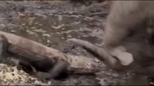 Охота комодского варана