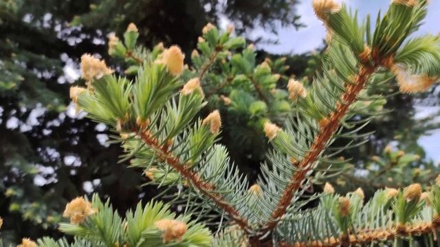 Киев. ИЮНЬ 2022. КРАСОТА! ЦВЕТУТ БОБОВНИК, ИРИСЫ, БОЯРЫШНИК, ШИПОВНИК смотреть онлайн