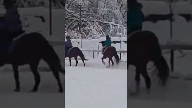 КСК "форрест" Я на Кексе(читать описание)