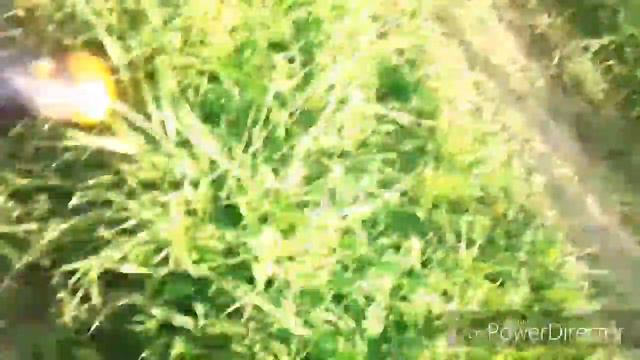 ИДЁМ НА ПИКНИК ВОЗЛЕ ЛЕСА+ ЛУЧШЕЕ ВРЕМЯ С ДРУЗЬЯМИ! смотреть онлайн