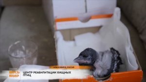 НОВОСИБИРСК СПАСЕНИЕ ДИКИХ ПТИЦ