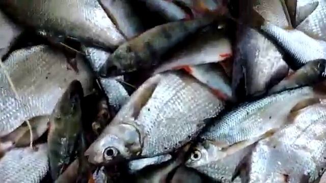 осенняя рыбалка на Балтыме
