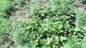 Даю позитив. Как защитить сады от птиц.