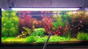 Протестировал дешевые удобрения/Обзор аквариума/удобрения в аквариуме