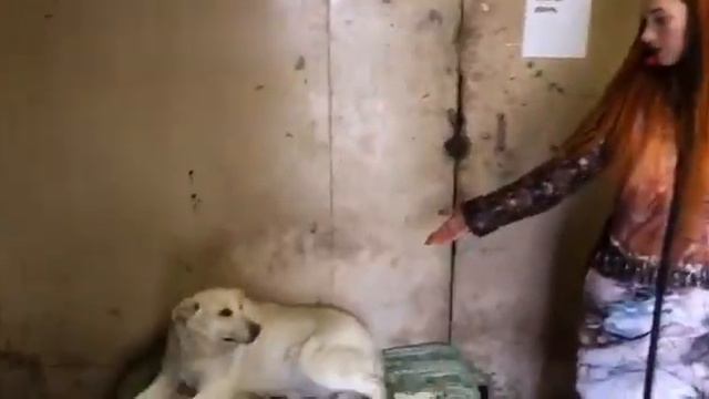 Приют "Подарок Судьбы"