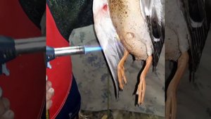 Охота на раскатах в Астраханской обл.