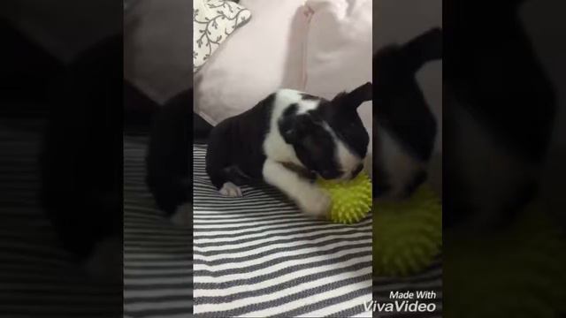 Щенки бостон терьера, питомник Бостон Бьюти, д.р. 13.12.2017 г. смотреть онлайн