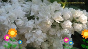 Сирень обыкновенная Память о Колесникове. Краткий обзор syringa vulgaris Pamiat o Kolesnikowie