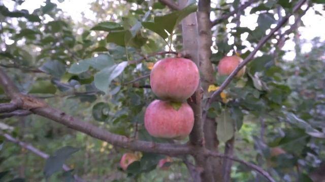 4K. Сорт яблуні Флоріна. Найкращий зимовий сорт червоних яблук. Яблоня Флорина. смотреть онлайн
