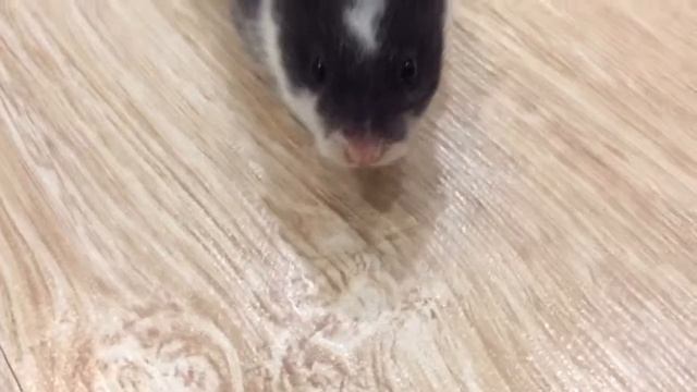 Мой хомяк/my hamster смотреть онлайн