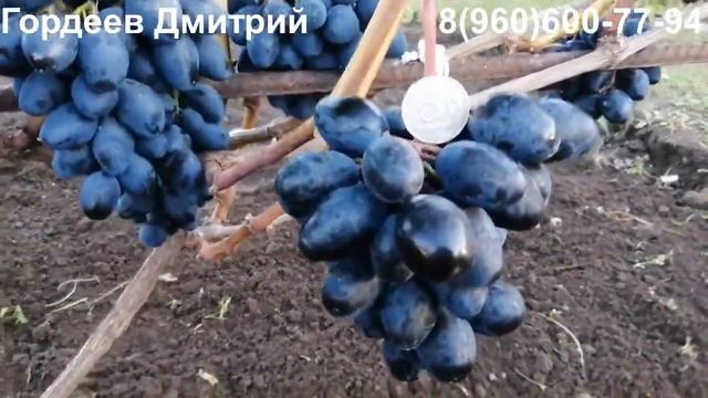 Виноград Ромбик - урожай 2022.Тула. смотреть онлайн