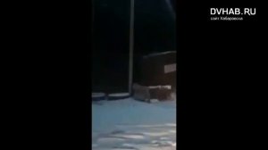 тигр в Хабаровске