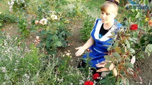 БЕССМЕРТНИК ЦМИН ГЕЛИХРИЗУМ цветет! Посадка выращивание уход вредители болезни подкормка размножени