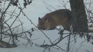 Что делает лиса в саду зимой?
