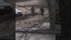 Мобилизация по украински. Бей своих чтоб чужие боялись