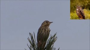 Лесной конек - Anthus trivialis