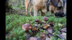 Грибная разведка 10 октября 2023. Всеволожский район.