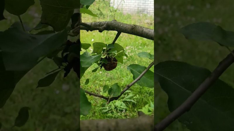 Сухофрукты на яблоне. Яблоня в саду. Дачные будни.