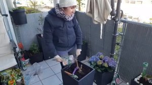 Сажаю саженцы роз на балконе....
