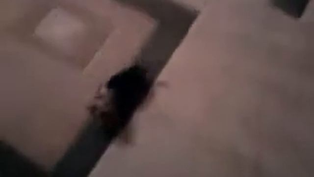 СУПЕР МИНИ ЙОРК БУСЯ смотреть онлайн