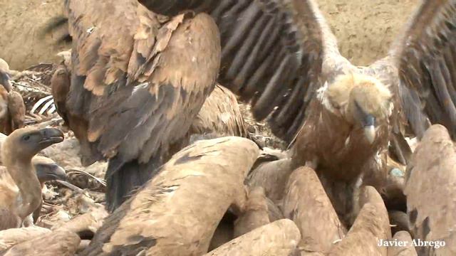 DÍA DE PERROS (Gyps fulvus) (Canis lupus familiaris) смотреть онлайн