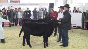 Золотая Осень2012 Показ мясного скота Абердин-ангус