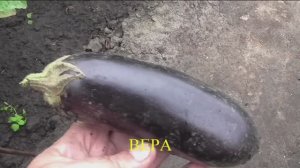 Как я выращиваю баклажаны в открытом грунте