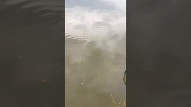 Трофейная белуга на селедку смотреть онлайн