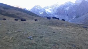 Яки на Кавказе
