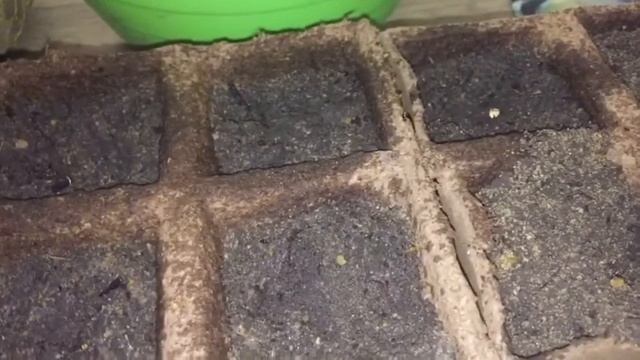 Картофель из ростков.#картофельизростков#