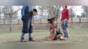 Баларис Аксель, 2 года.