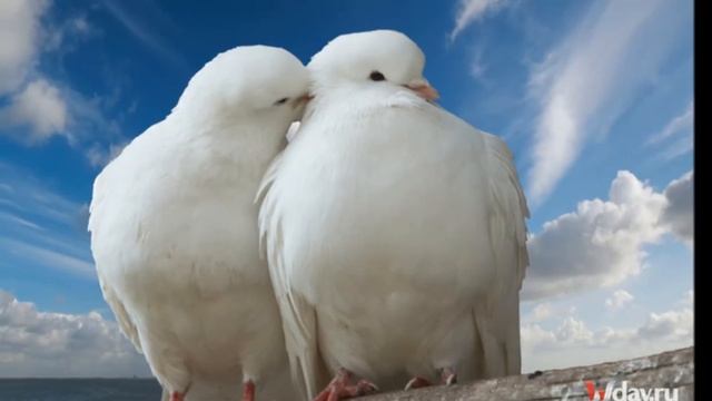 День семьи,любви и верности