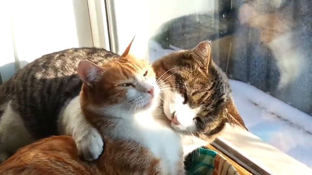 Кошачьи ласки...   ))