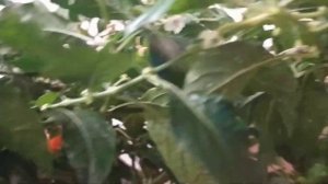 Naga Apricot, освещение острого перца для получения плодов