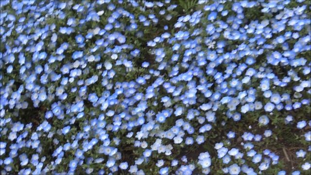 Hitachi Seaside Park: Trip to see beautiful blue eyed Nemophila смотреть онлайн