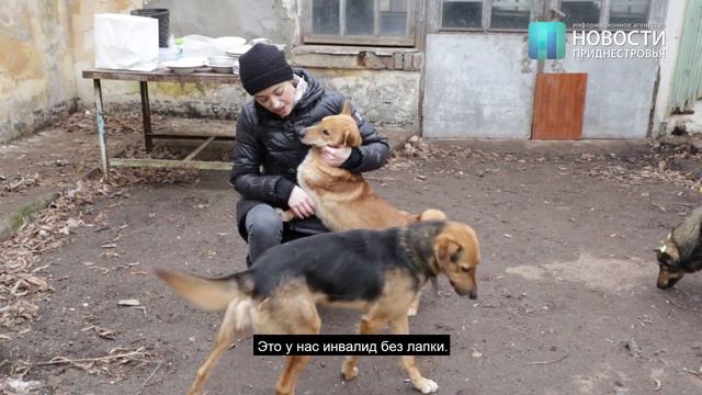 Ненужные собаки смотреть онлайн