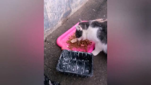 Алла.Трое из ларца и их друзья.Вторая часть марлезонского балета.Дирижируют собаки. смотреть онлайн