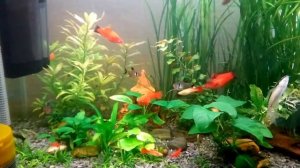Мой аквариум,меченосцы(черные,комета,красные),коридорасы,гуппи,сиамский водорослеед )